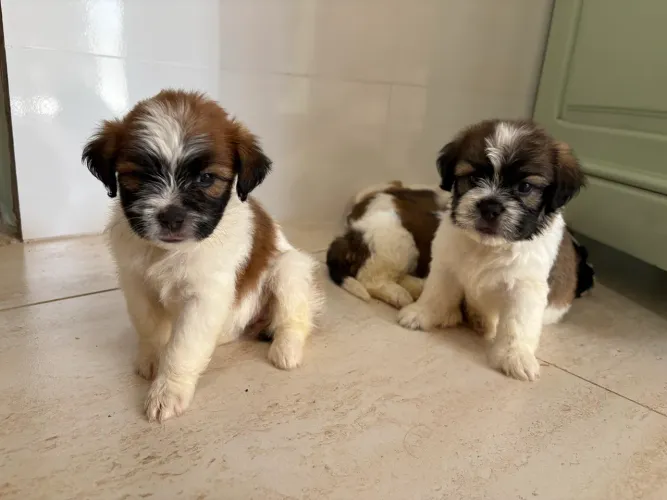 Filhotes de shih tzu machos