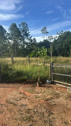Mudas frutíferas já produzindo 