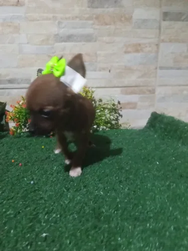 Pinscher mini