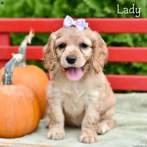 ?Filhotes de Cocker Spaniel Inglês prontos para novo lar?