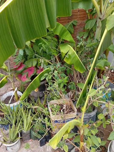 +60 mudas de plantas variadas por 150$ urgente.