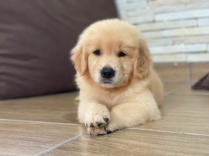 Filhotes de Golden Retriever FOTOS REAIS