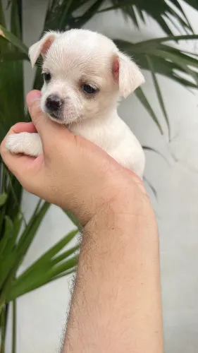 Maltês + Chihuahua),