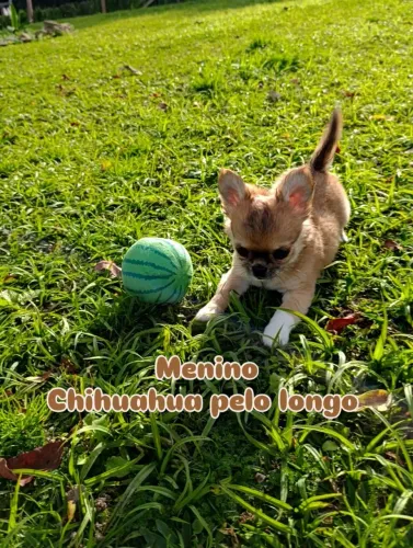 Chihuahua Pelo Longo Macho
