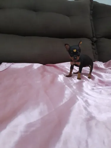 Pinscher zero 0 canelinha seca fêmea Passo cartão