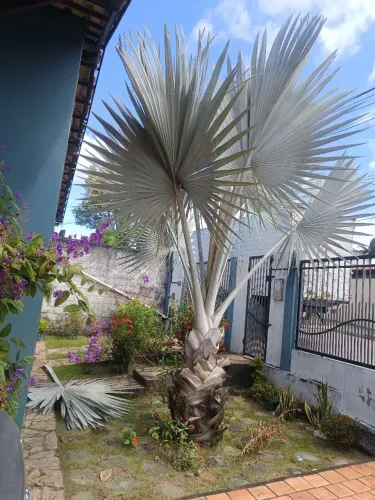 Palmeira Azul