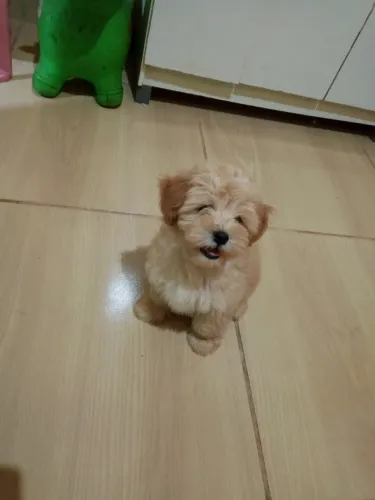 Filhote de Lhasa Apso macho a venda