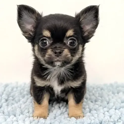 Bebezinho alegre e inteligente Chihuahua