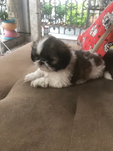 Cachorro Shih Tzu