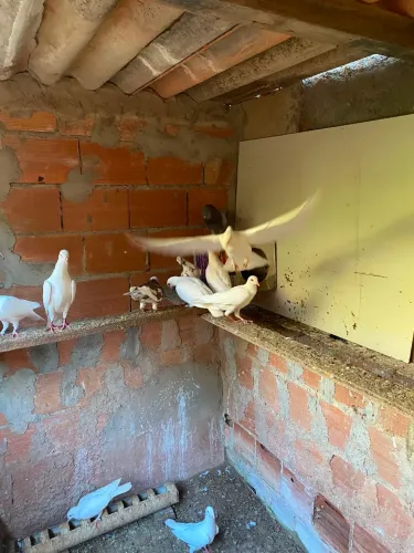 Vendo pombo