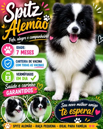 Spitz alemão