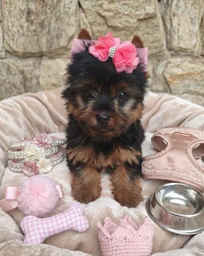 Venha adquirir seu pet adorável e carinho levo até você