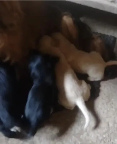 Cocker spaniel perfeito para familia