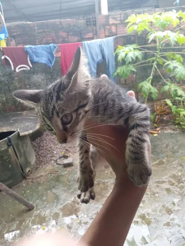 Catos para doação
