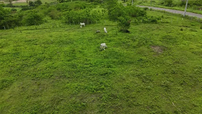 granja com 16 hectares na região de Monte Alegre cortada pelo rio trairi excelente locali