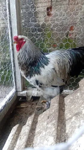 Galo Brahma Dark