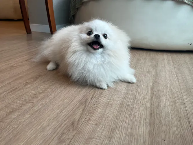 Spitz Alemão (Lulu da Pomerania)