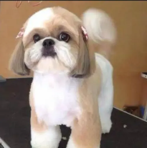 Táxi dogs 