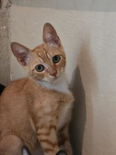 Gatinhos para adoção 