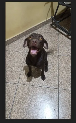 Dócil