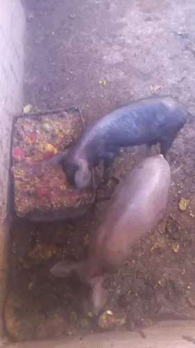 PORCOS PORQUINHOS