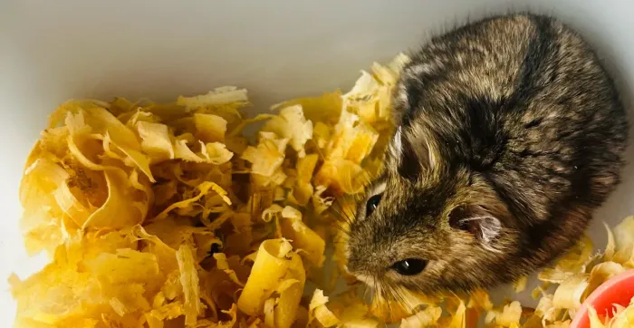 Hamster Anão