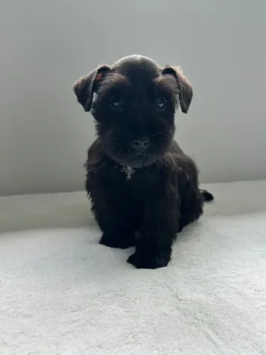 Schnauzer Miniatura 