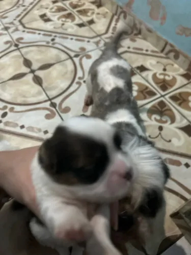 Vende-se filhotes de Shihtzu 
