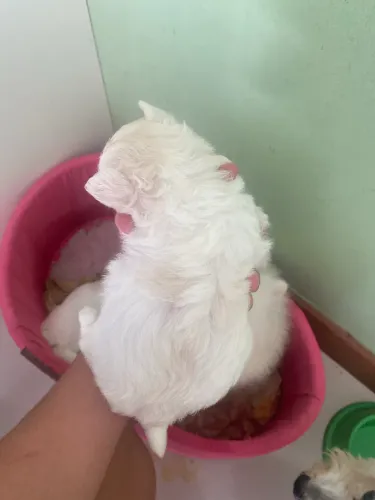 filhote spitz alemão Fêmea