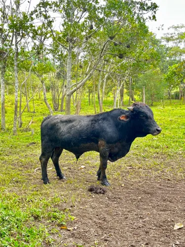 Mini boi
