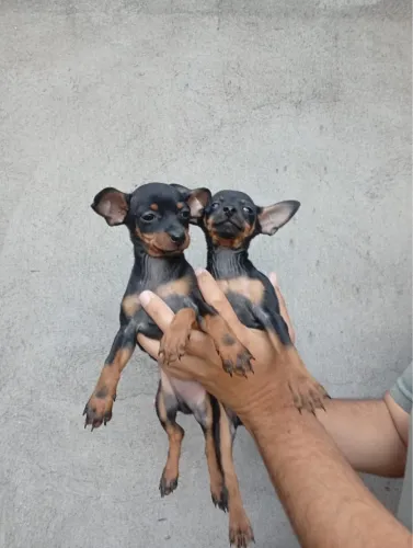 Pinscher unissex