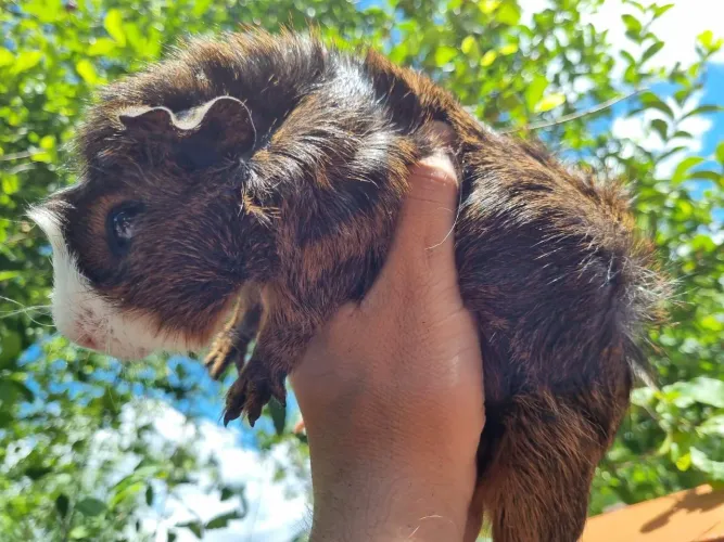 Porquinhos da Índia Macho
