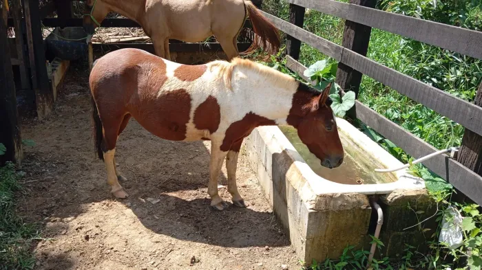 Égua Pequira pampa 3 anos