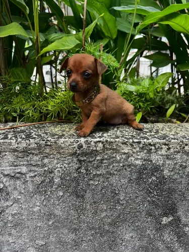 Pinscher fêmea 00