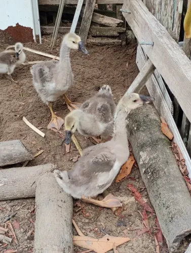 Matriz de animais Domésticos 