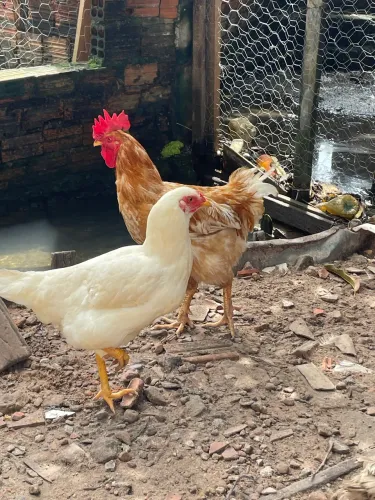 2 galinhas e 1 galo - Criação de galinhas 