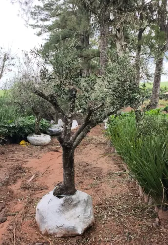 Oliveira