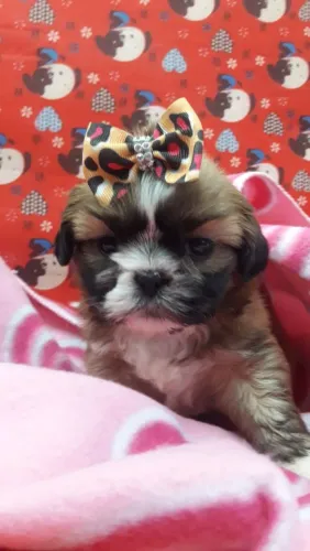 SHIH TZU FÊMEA 