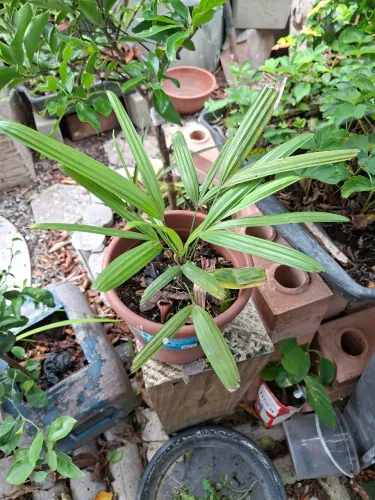 Muda de ráfia para enfeitar sua sala!