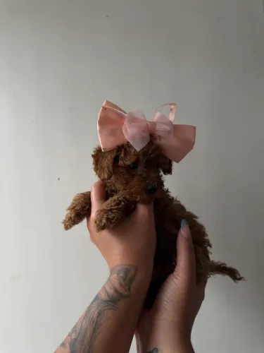 Poodle Toy Red Macho e Fêmea Lindos Filhotes 