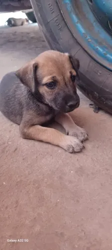 DOAÇÃO DE CACHORRO