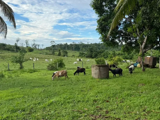Vende-se excelente fazenda.