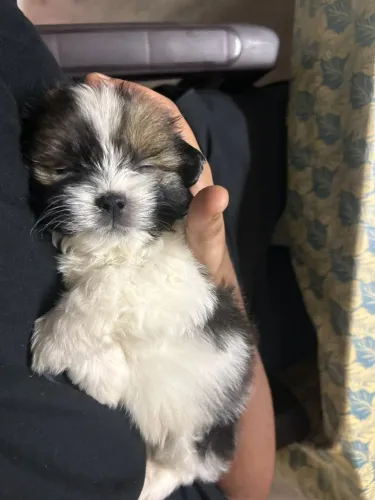 Shih Tzu Filhotinho disponível e pronto para conquistar você