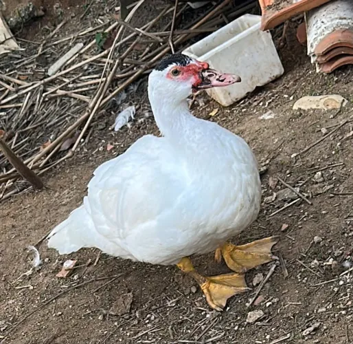 Pato macho