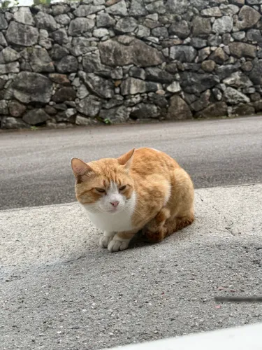 Gato dócil - Macho