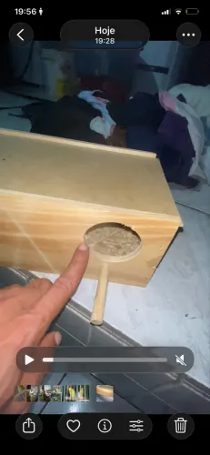 Caixote (ninho) pra calopsita