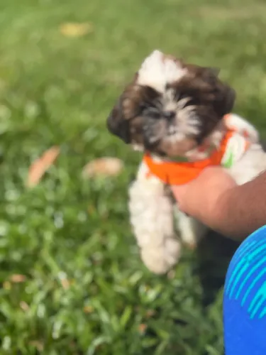 Filhote de shih tzu macho e fêmea