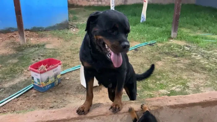 Rottweiler macho e fêmea 
