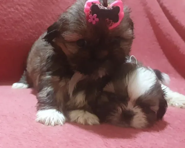 Lindas femeas de shih tzu