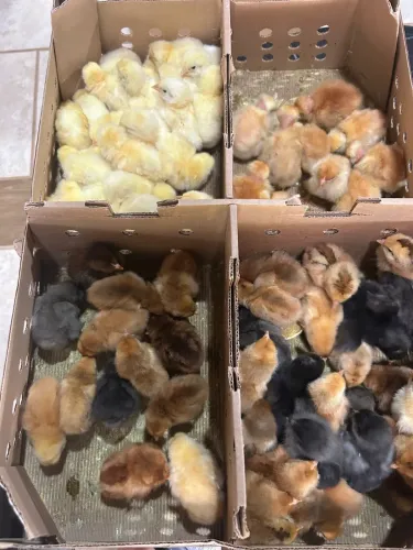 Pintinhos Granja